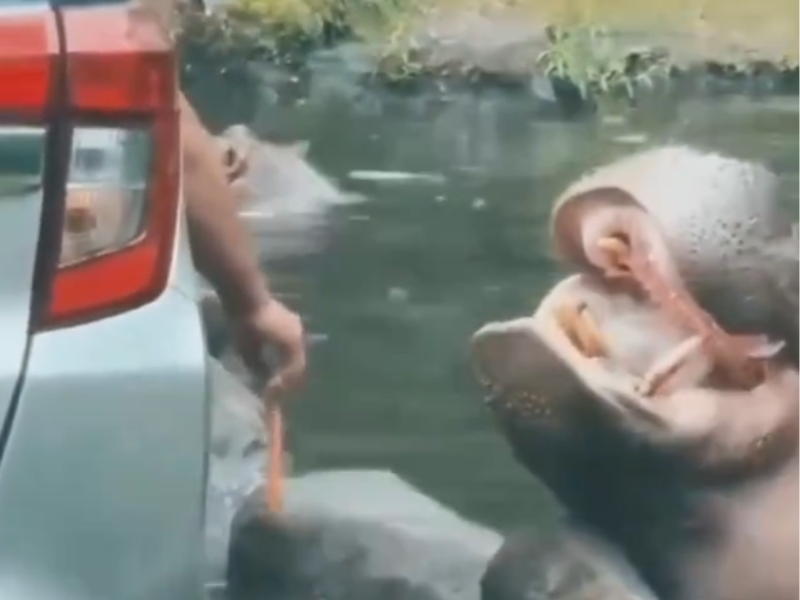 A safari park visitor threw a plastic bag into the mouth of a Hippopotamus